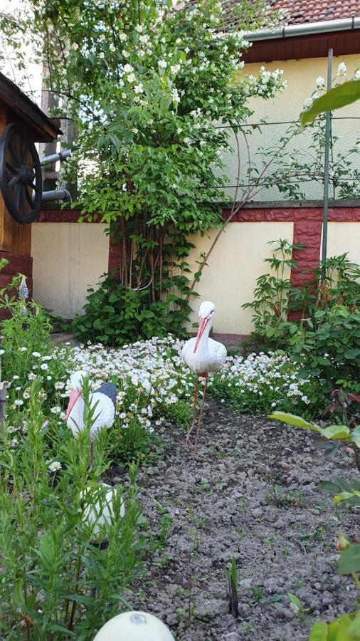Maison d'hôtes La Mosu-N Retezat à Nucsoara  Extérieur photo
