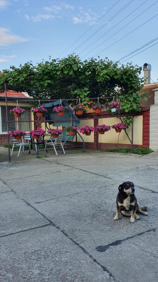 Maison d'hôtes La Mosu-N Retezat à Nucsoara  Extérieur photo