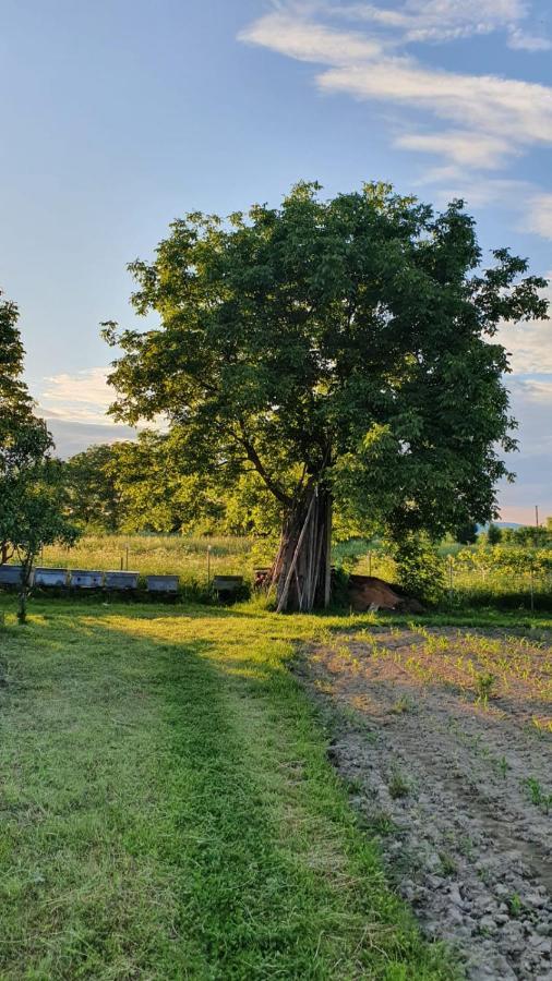 Maison d'hôtes La Mosu-N Retezat à Nucsoara  Extérieur photo